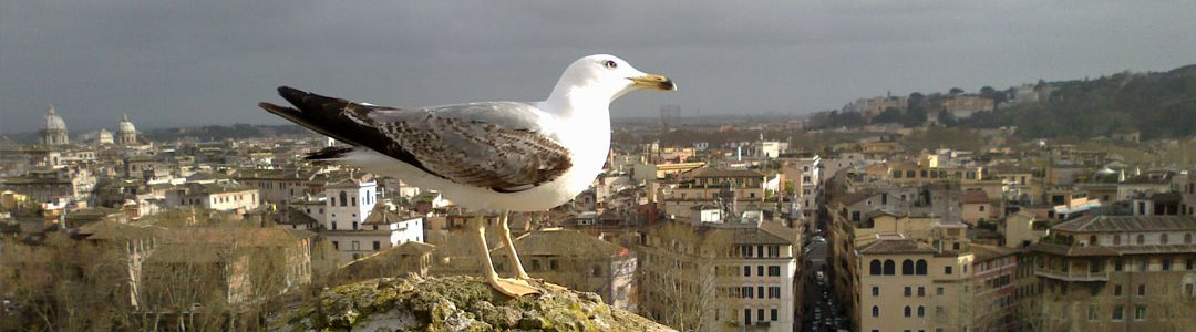 une mouette face à un origame de papier